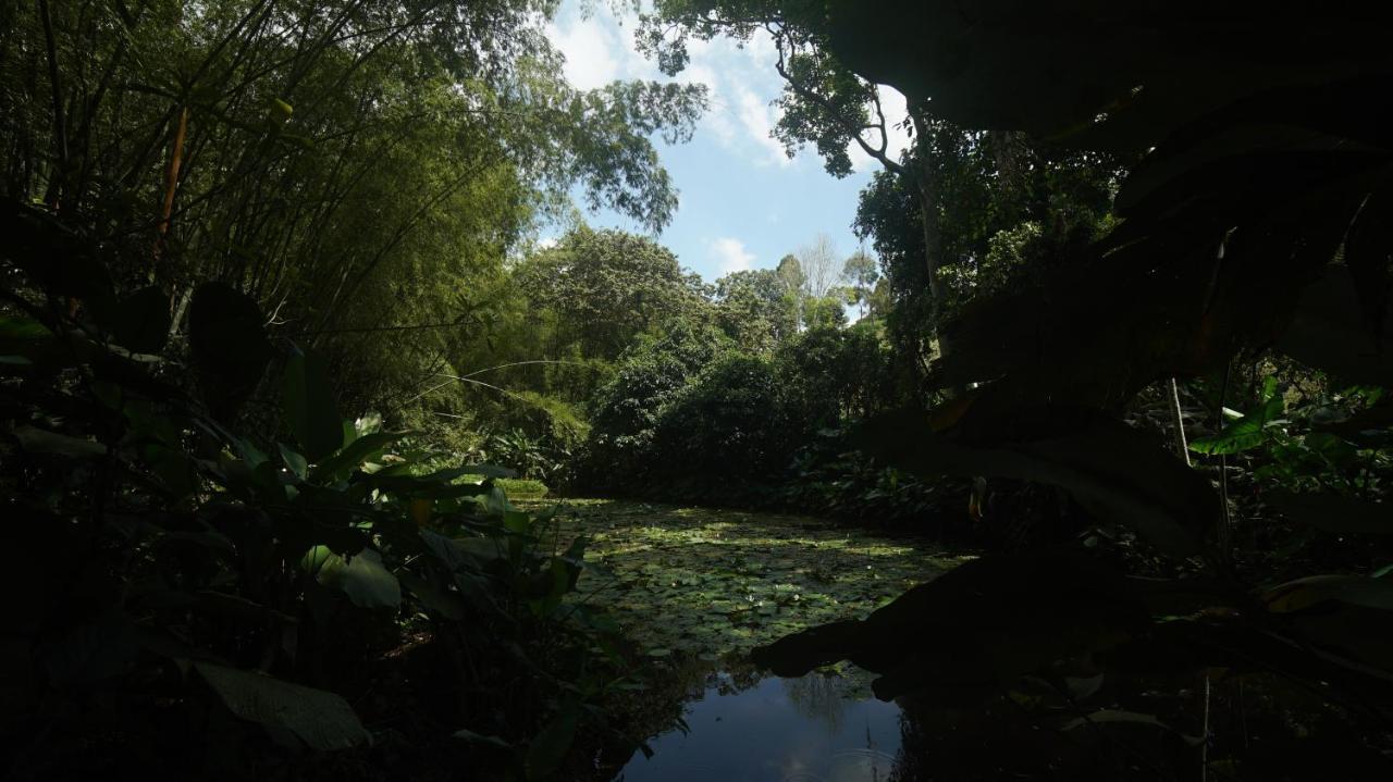 Villa Finca La Argelia Quimbaya Exterior foto